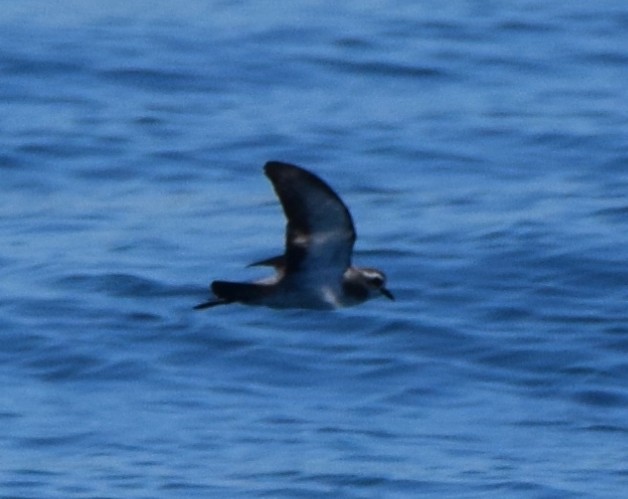 Weißgesicht-Sturmschwalbe - ML645586626