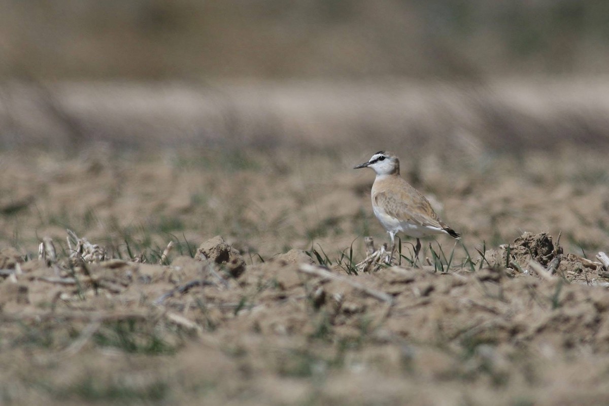 Горный зуёк - ML645586627