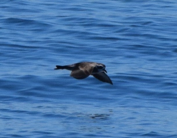 Weißgesicht-Sturmschwalbe - ML645586630