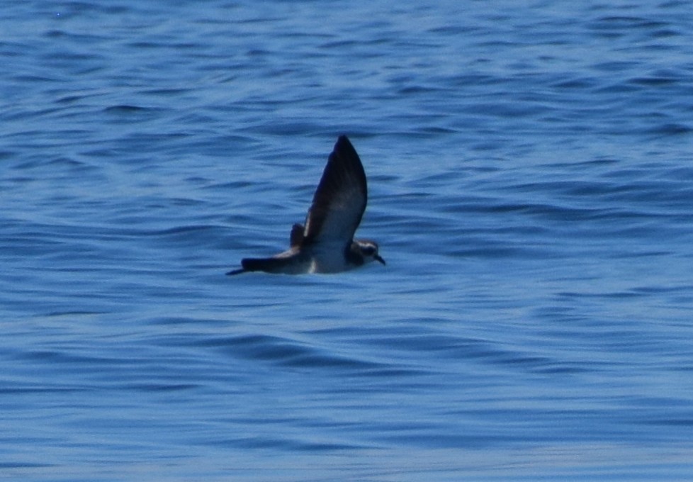 Weißgesicht-Sturmschwalbe - ML645586631