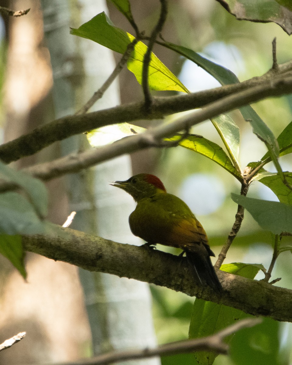 ildnakkespett - ML645586634