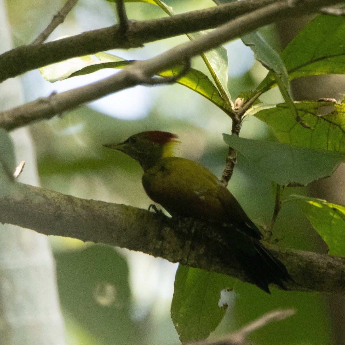 ildnakkespett - ML645586635