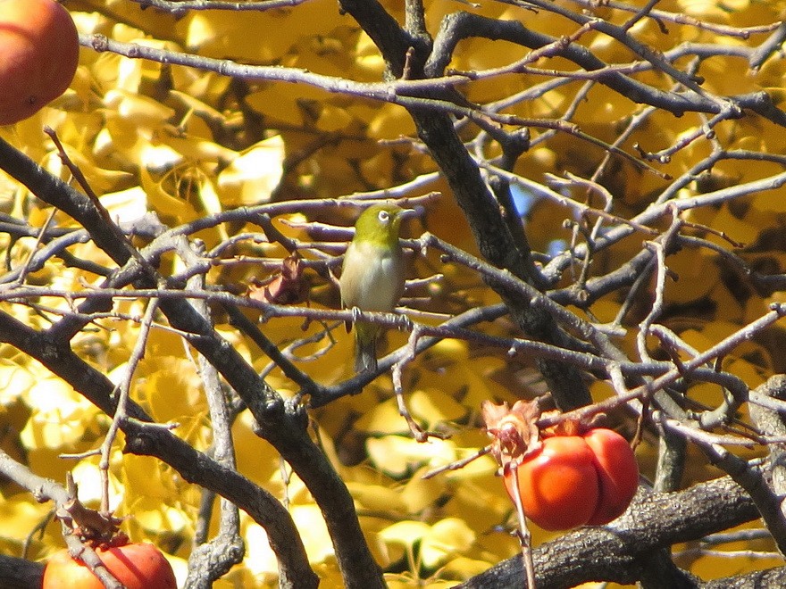 hagebrillefugl - ML645586639