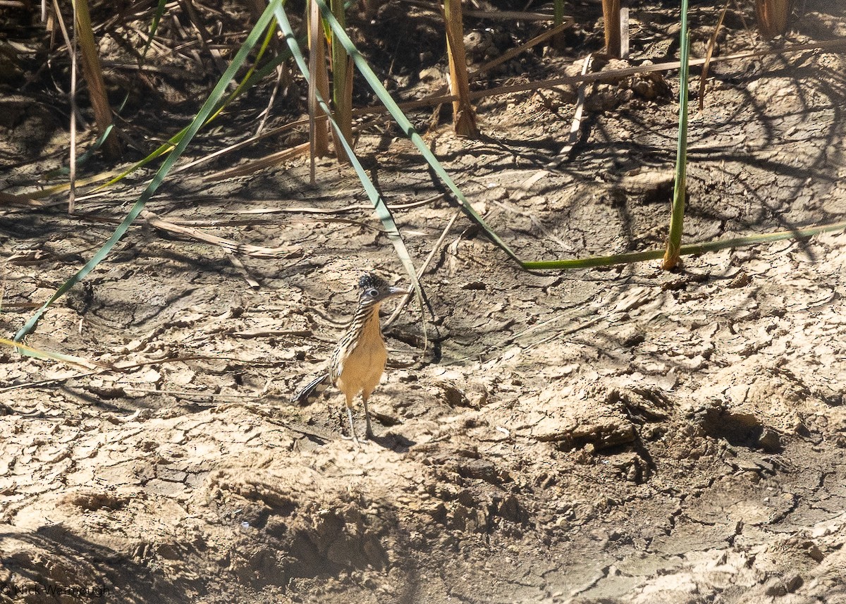 Lesser Roadrunner - ML645586641