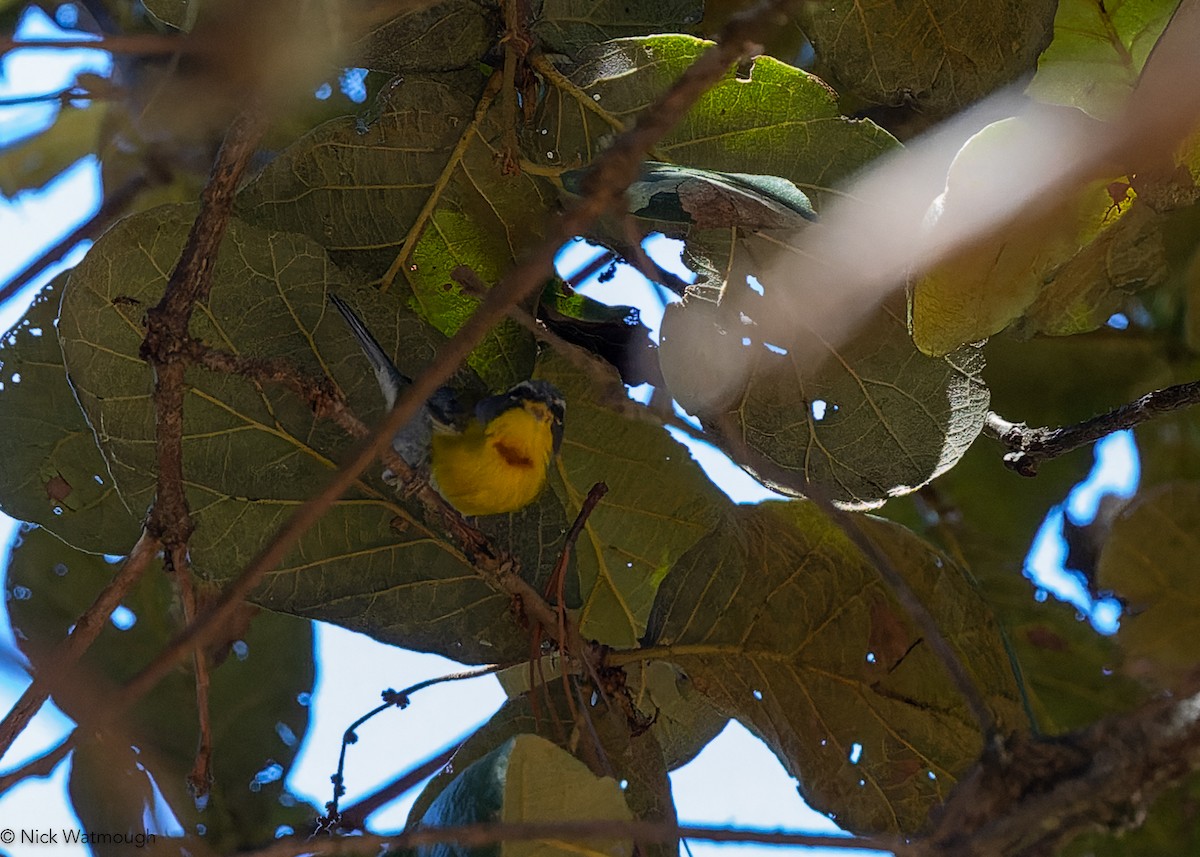 Crescent-chested Warbler - ML645586643