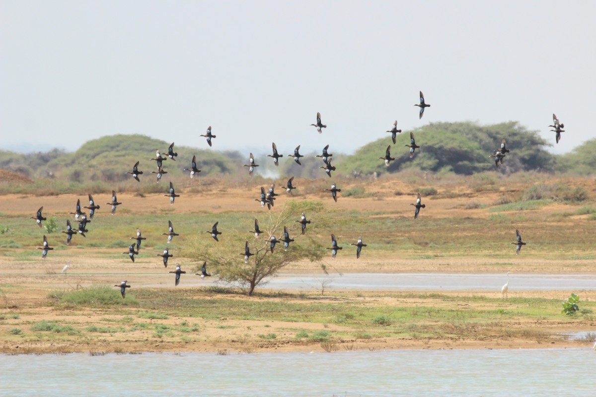 Blue-winged Teal - ML645586647