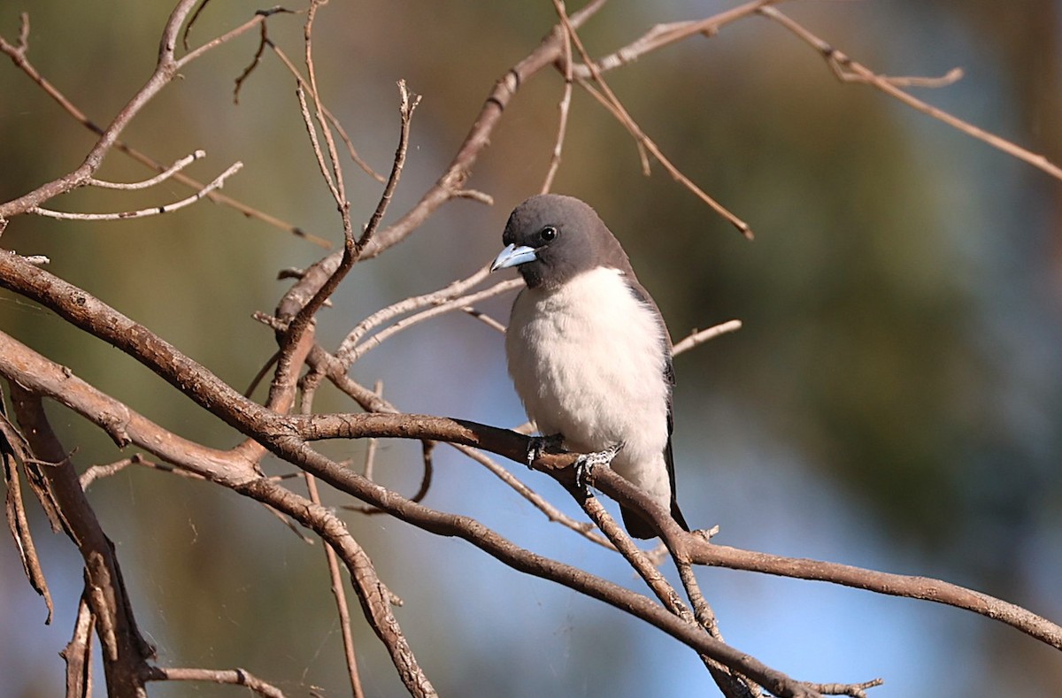 White-breasted Woodswallow - ML645586651