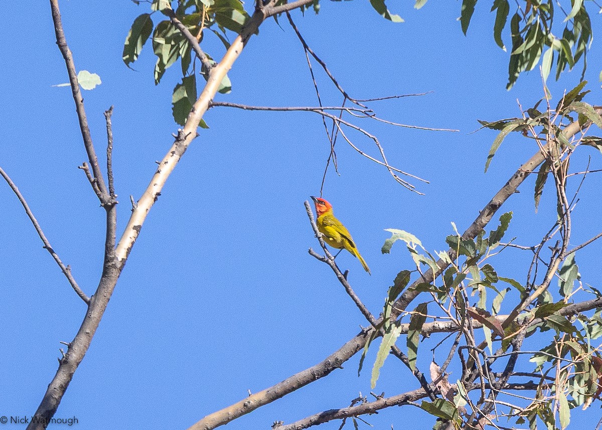 Red-headed Tanager - ML645586657