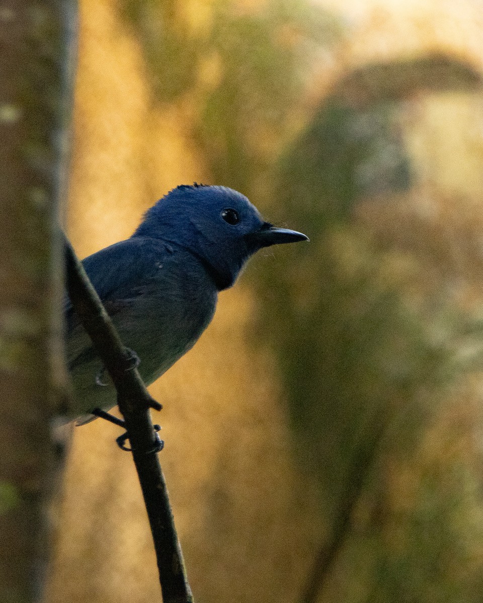 Black-naped Monarch - ML645586658