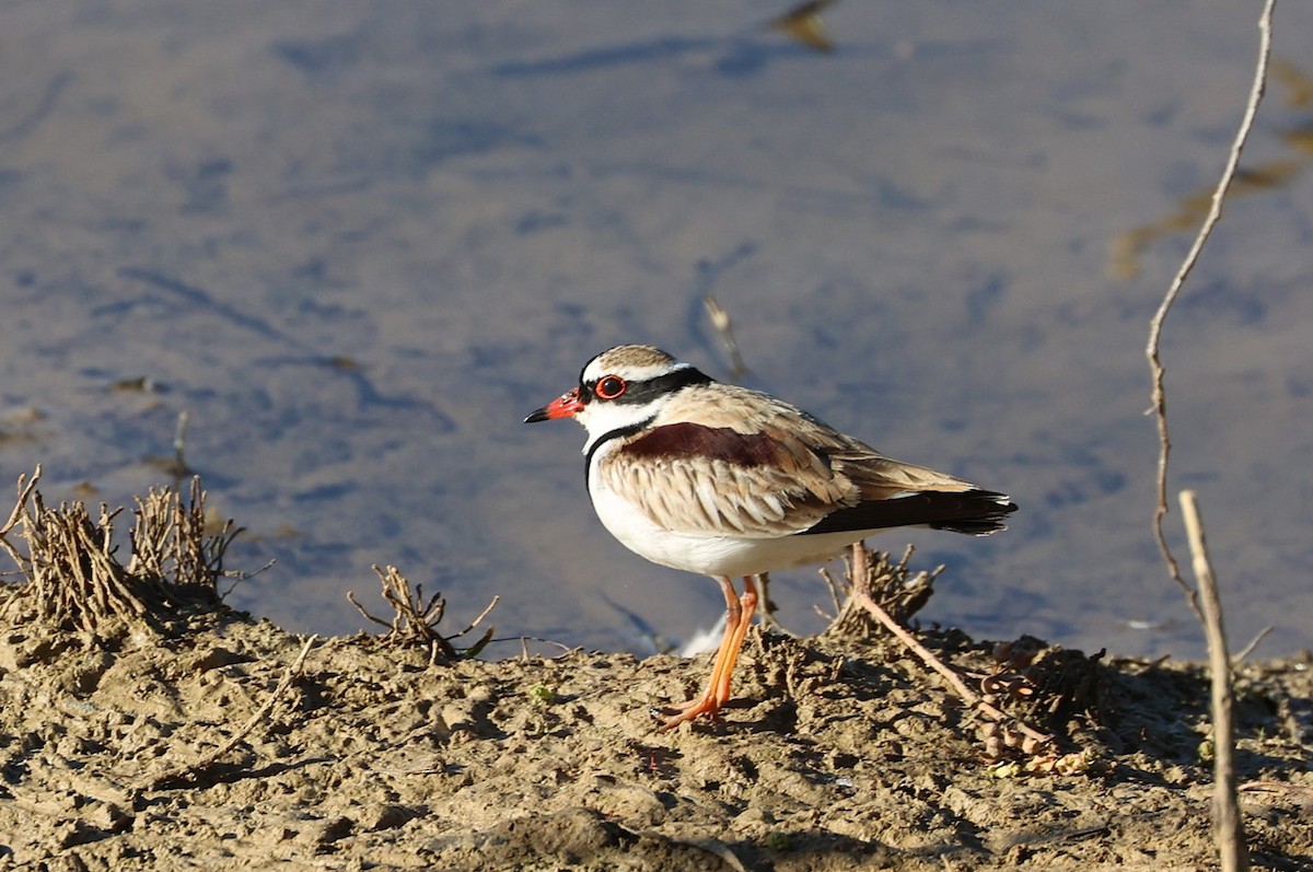 Black-fronted Dotterel - ML645586659
