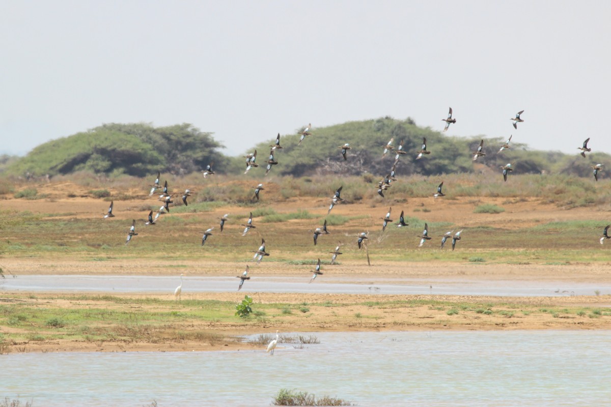 Blue-winged Teal - ML645586660