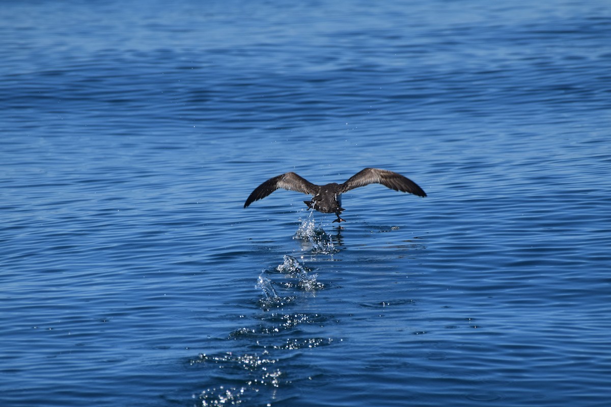 Gabai hegal-arina - ML645586661