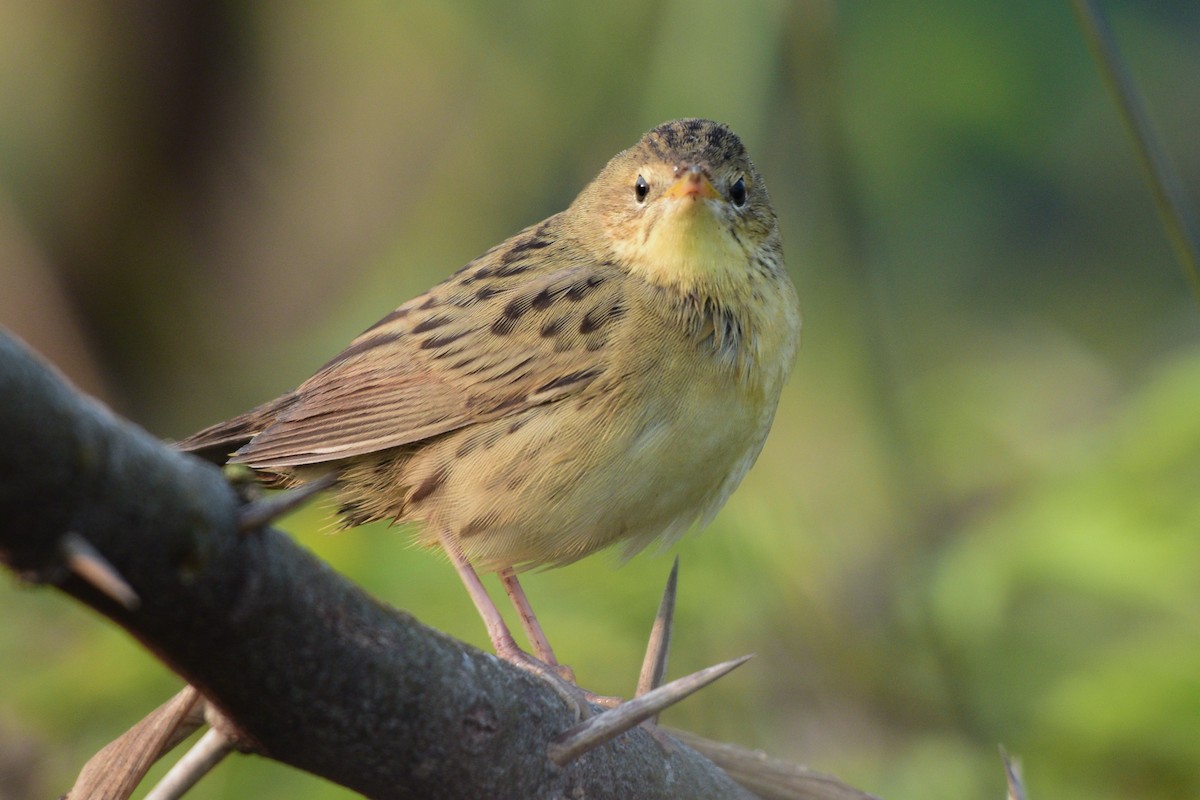 Обыкновенный сверчок - ML645586668