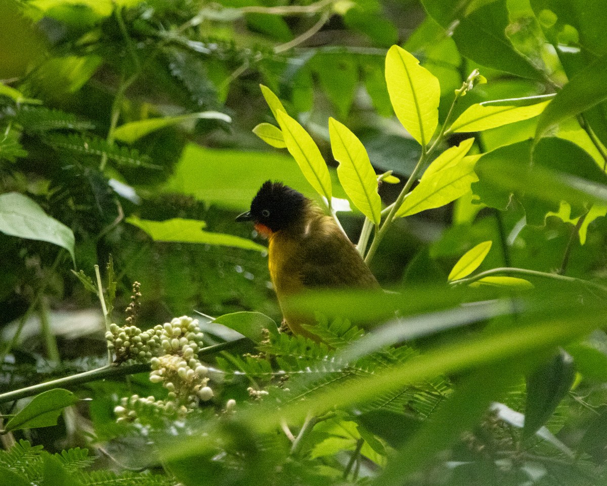 Flame-throated Bulbul - ML645586669