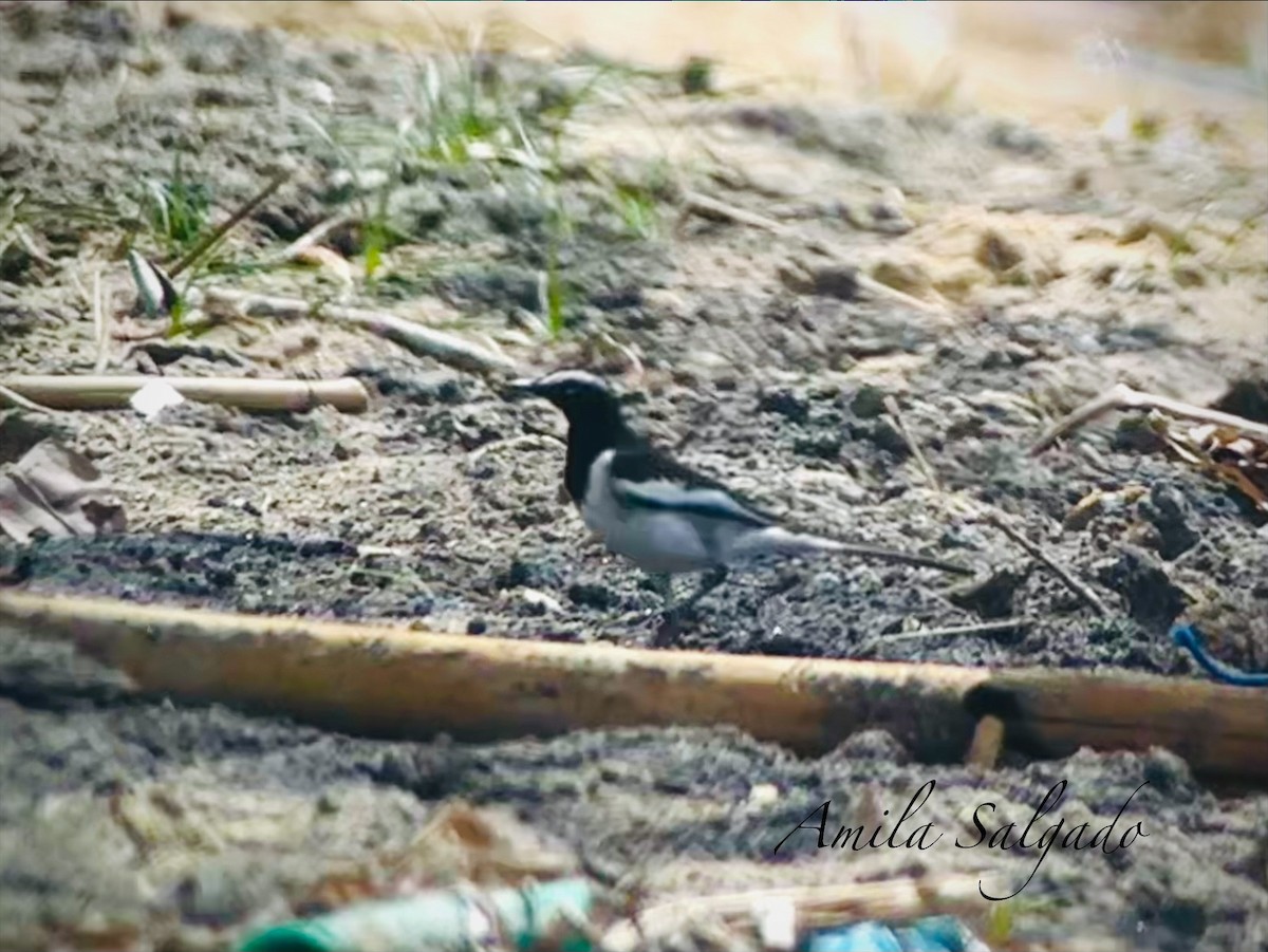 konipas indický - ML645586670