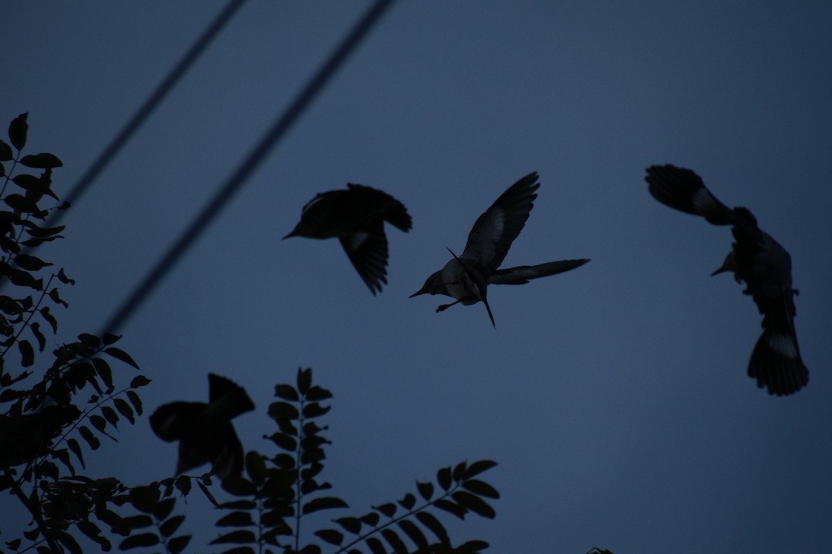 Red-billed Starling - ML645586673