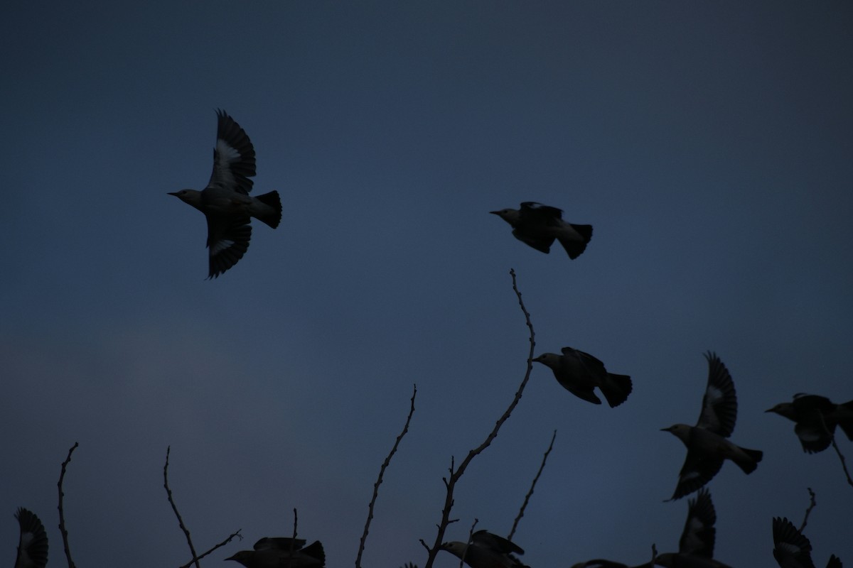 Red-billed Starling - ML645586674