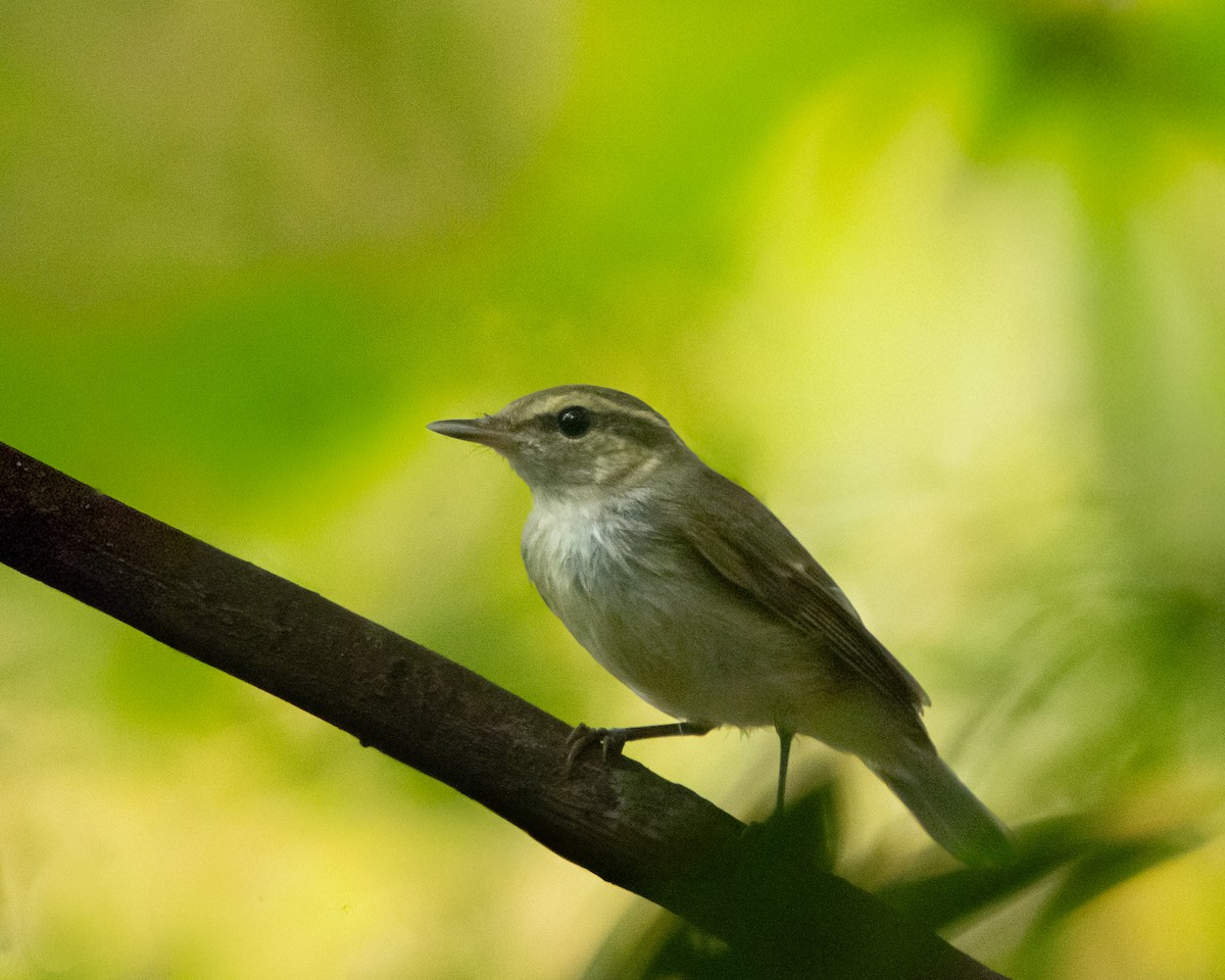 Large-billed Leaf Warbler - ML645586675