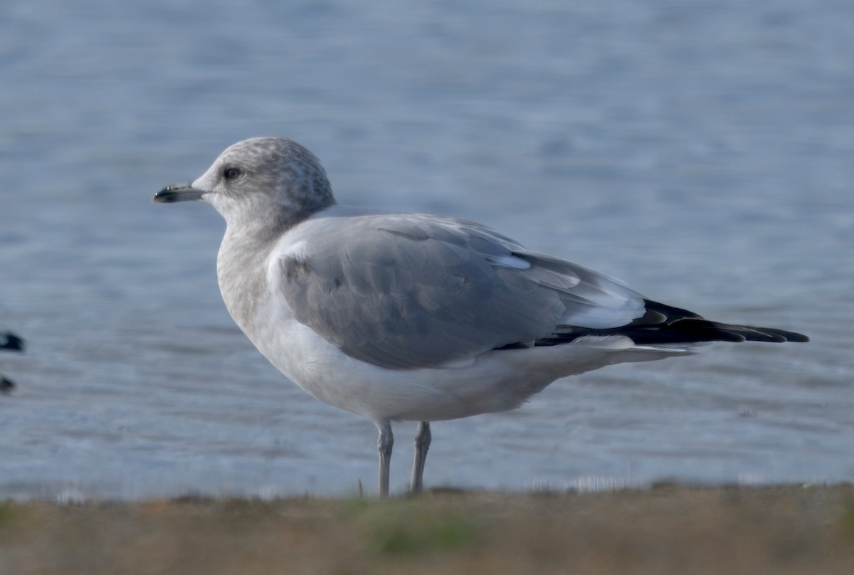 Short-billed Gull - ML645586680