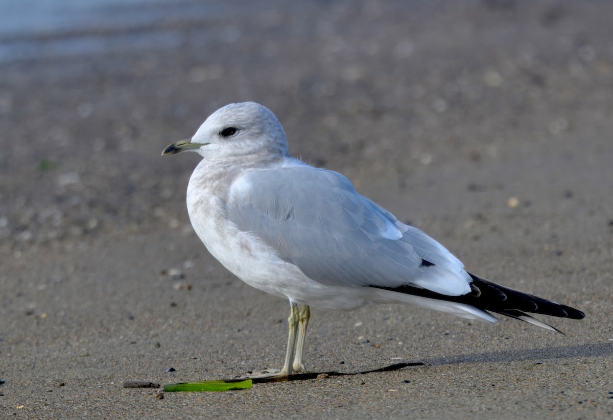 Short-billed Gull - ML645586682