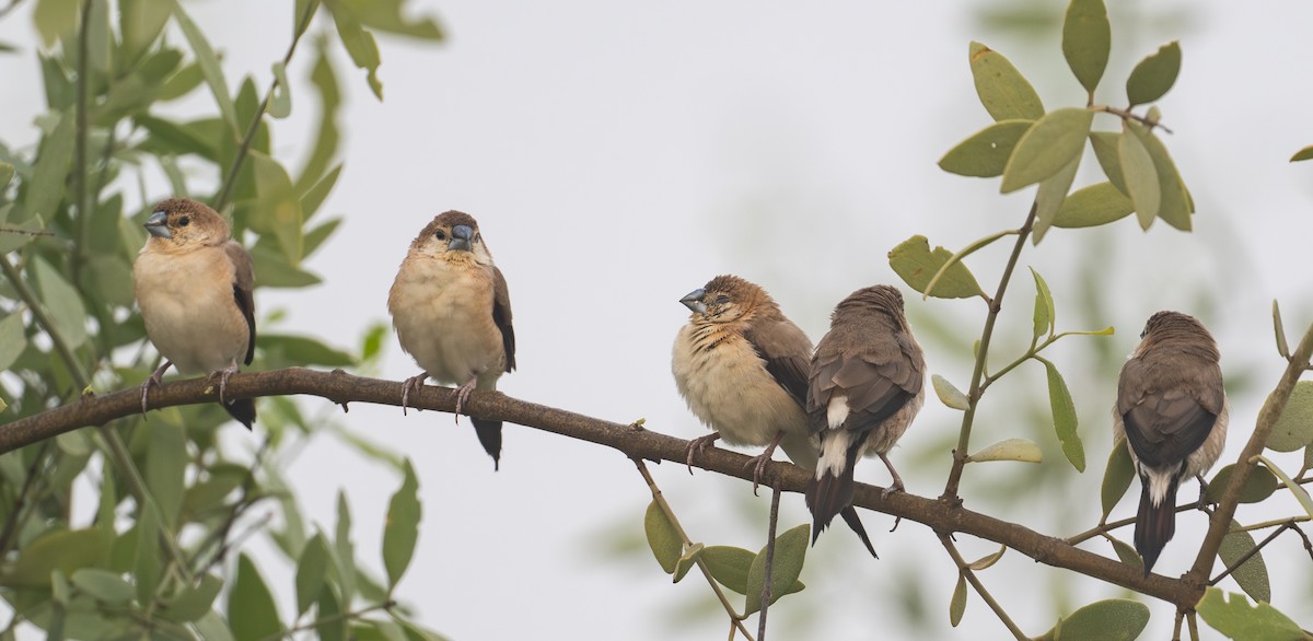 Indian Silverbill - ML645586683