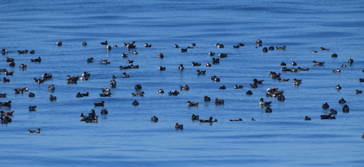 Fluttering Shearwater - ML645586685