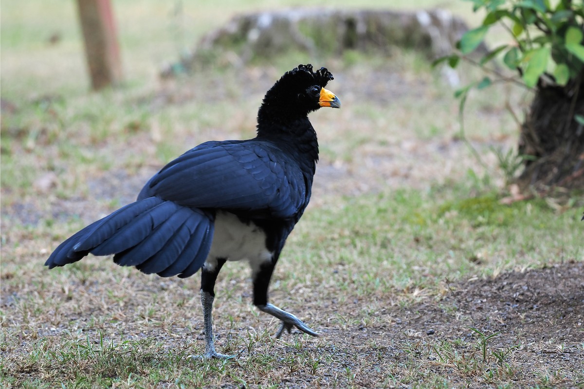 Black Curassow - ML645586688
