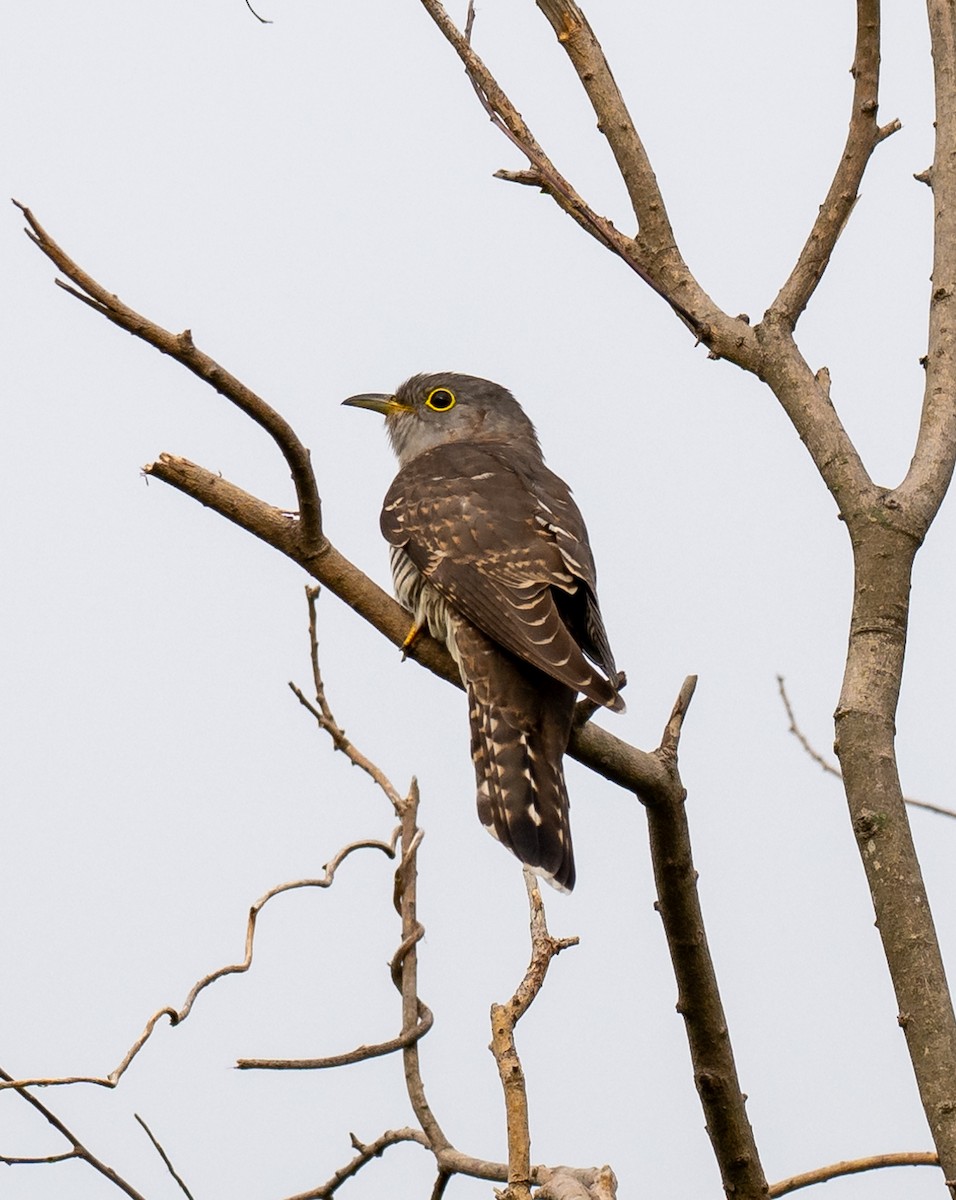 Indian Cuckoo - ML645586690