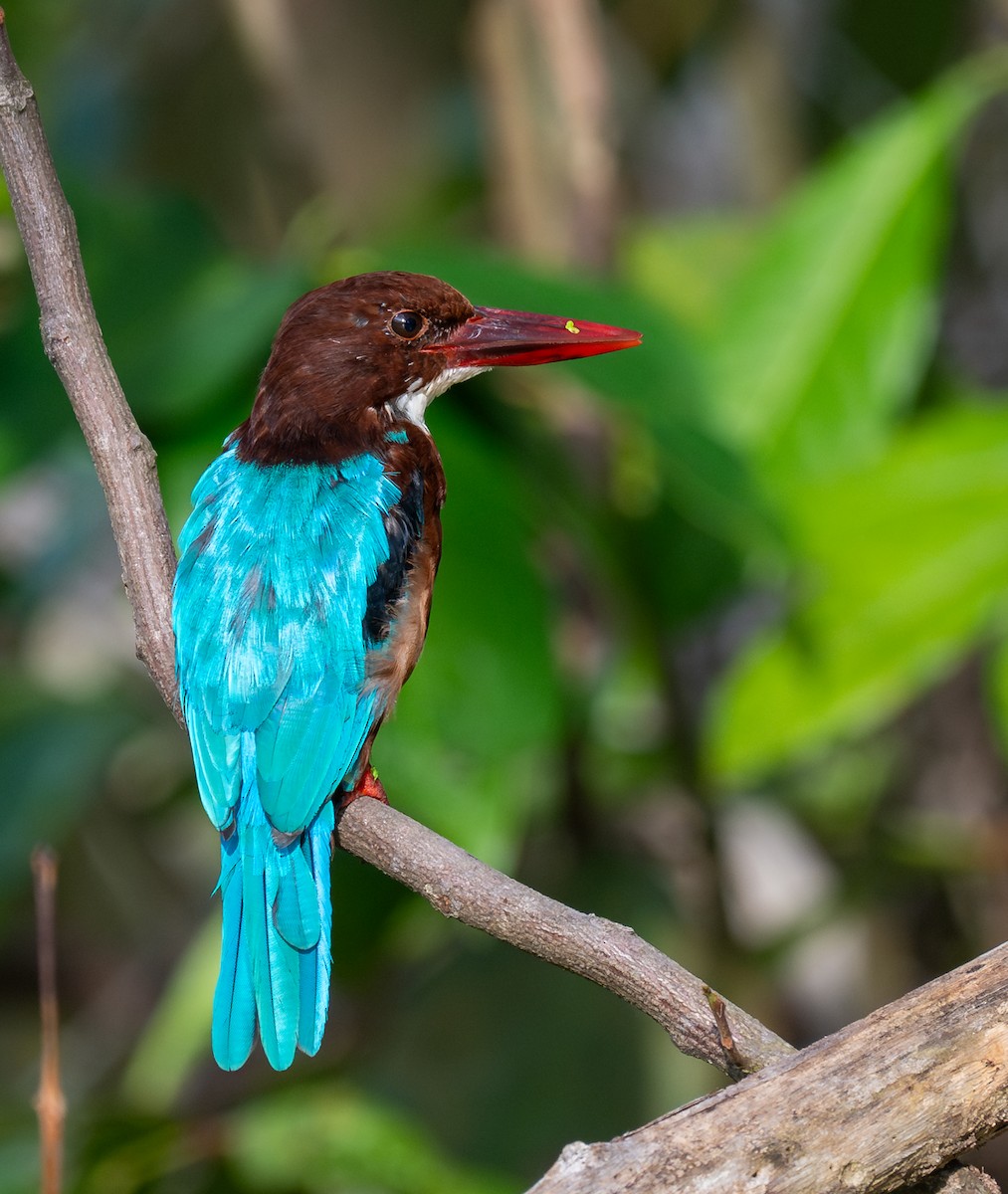 White-throated Kingfisher - ML645586691