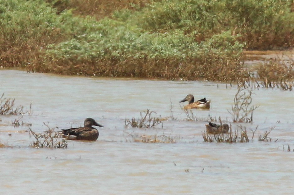 Northern Shoveler - ML645586692