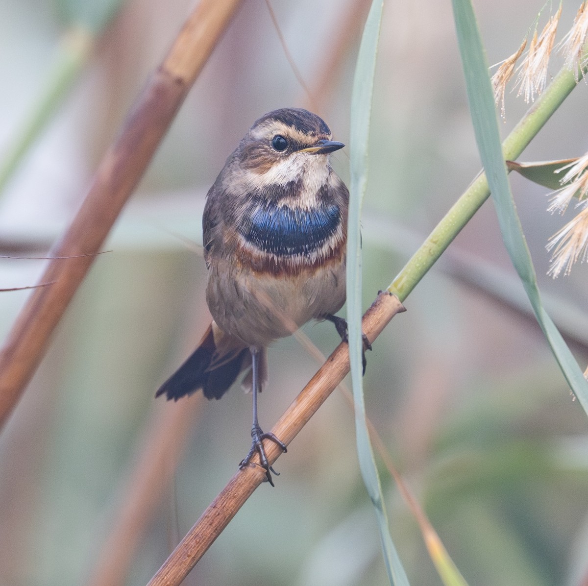 Bluethroat - ML645586693