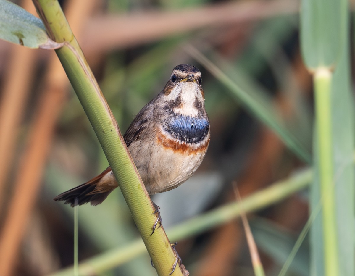 Bluethroat - ML645586694