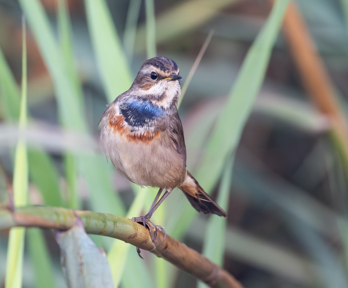 Bluethroat - ML645586695