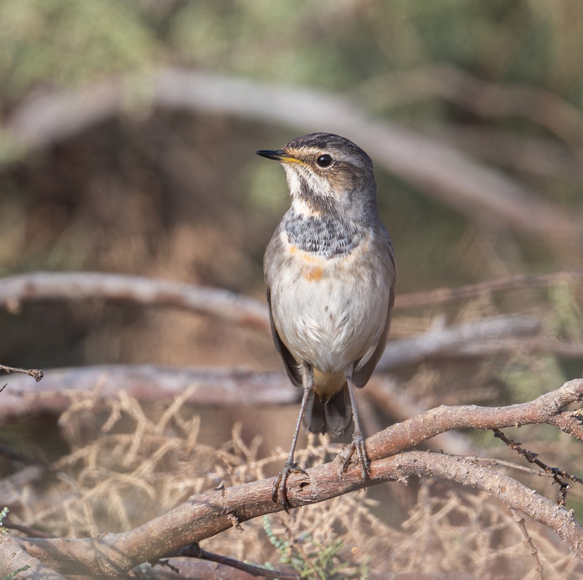 Bluethroat - ML645586696