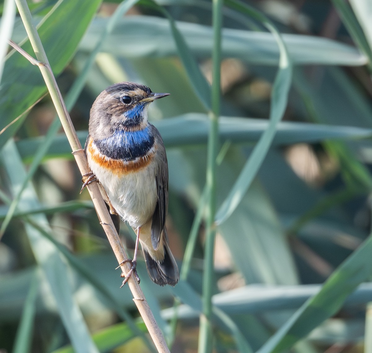 Bluethroat - ML645586697