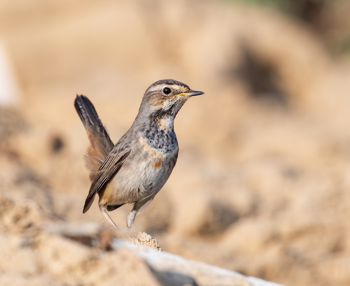 Bluethroat - ML645586698