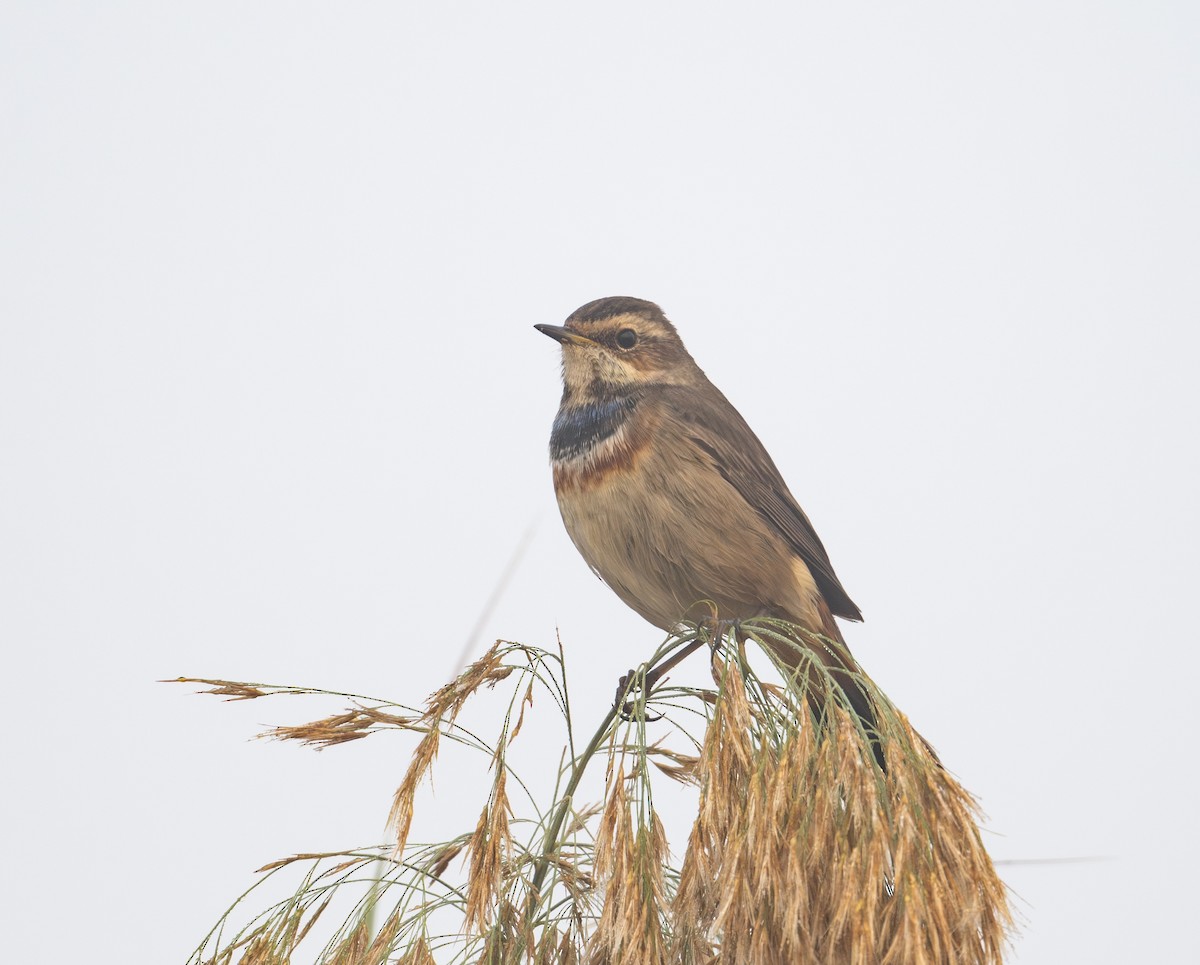 Bluethroat - ML645586699