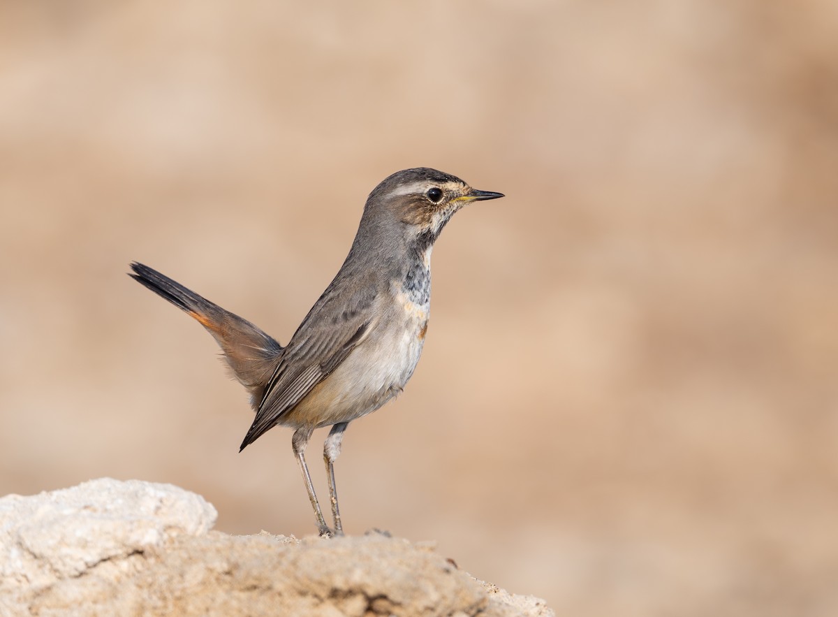 Bluethroat - ML645586700
