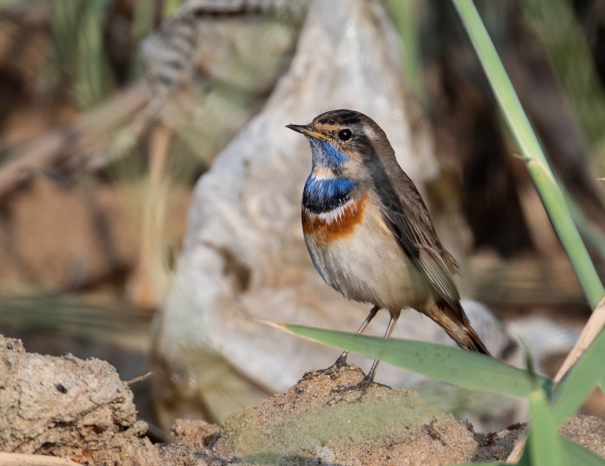 Bluethroat - ML645586701