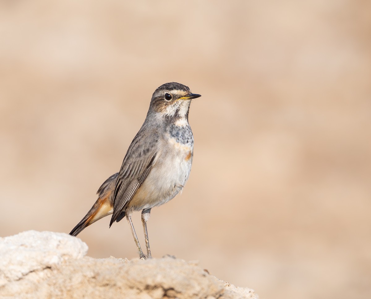 Bluethroat - ML645586702