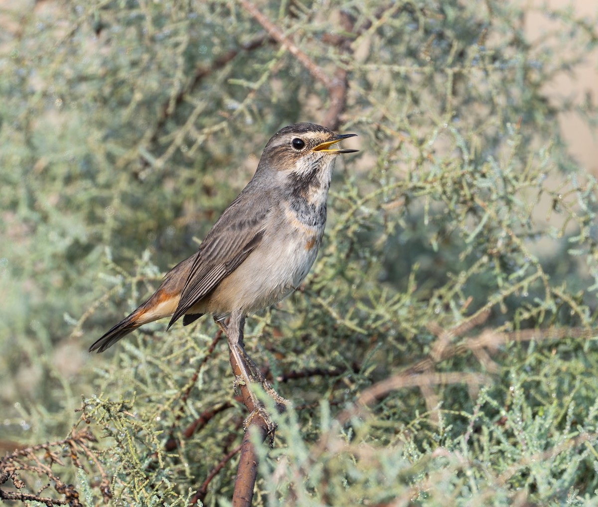 Bluethroat - ML645586703