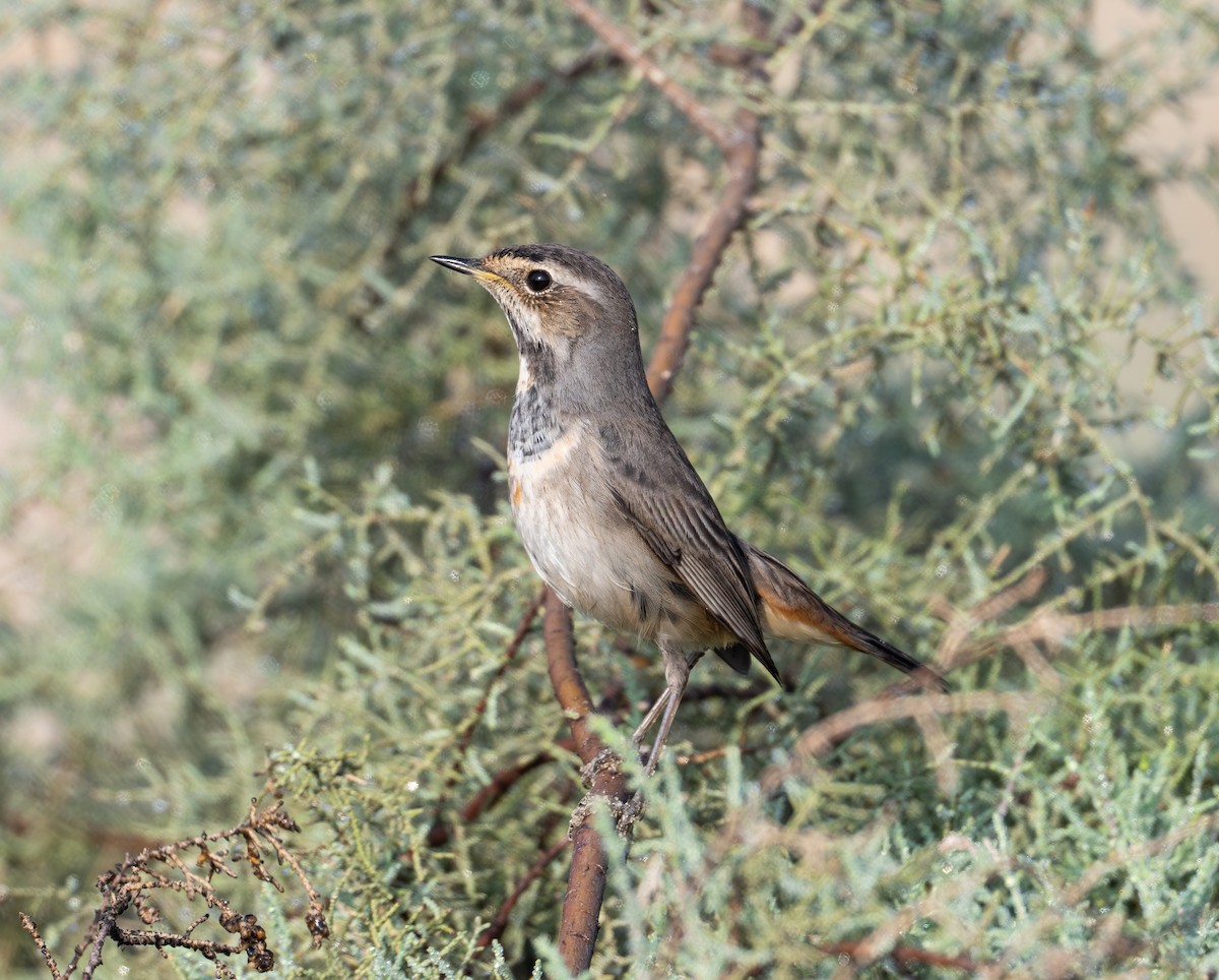 Bluethroat - ML645586704