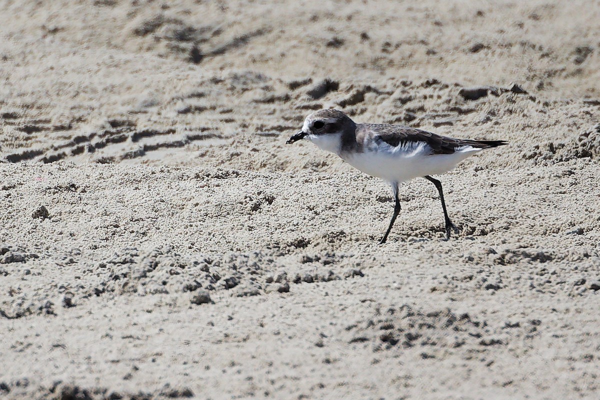 Tibetan Sand-Plover - ML645586706