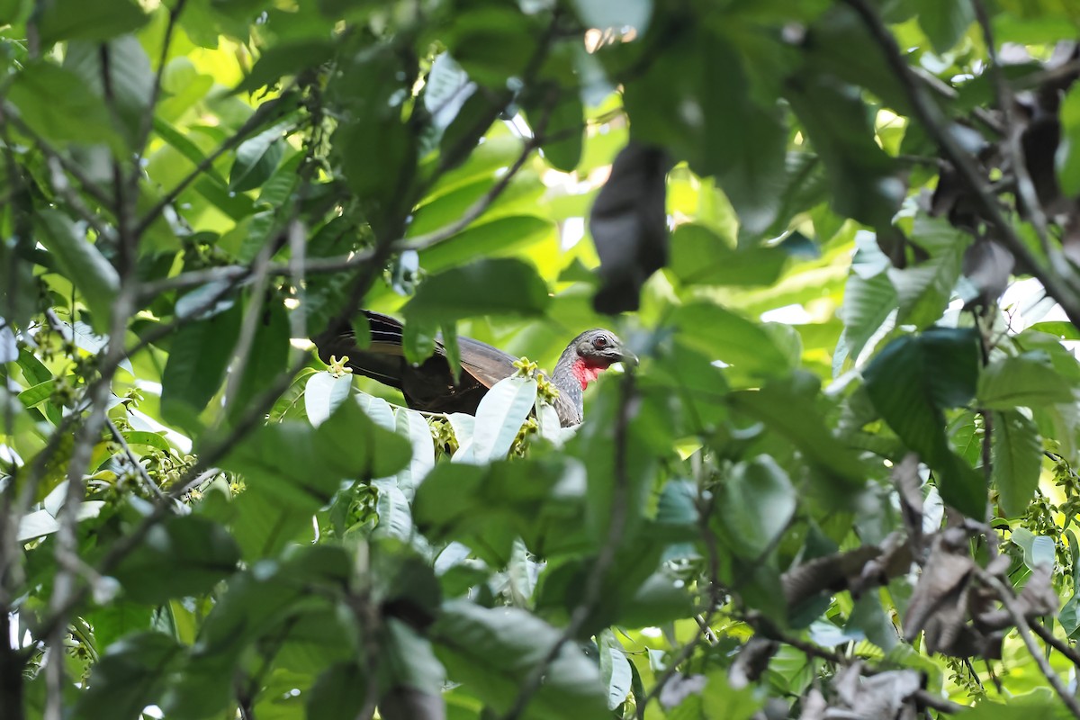 Spix's Guan - ML645586708