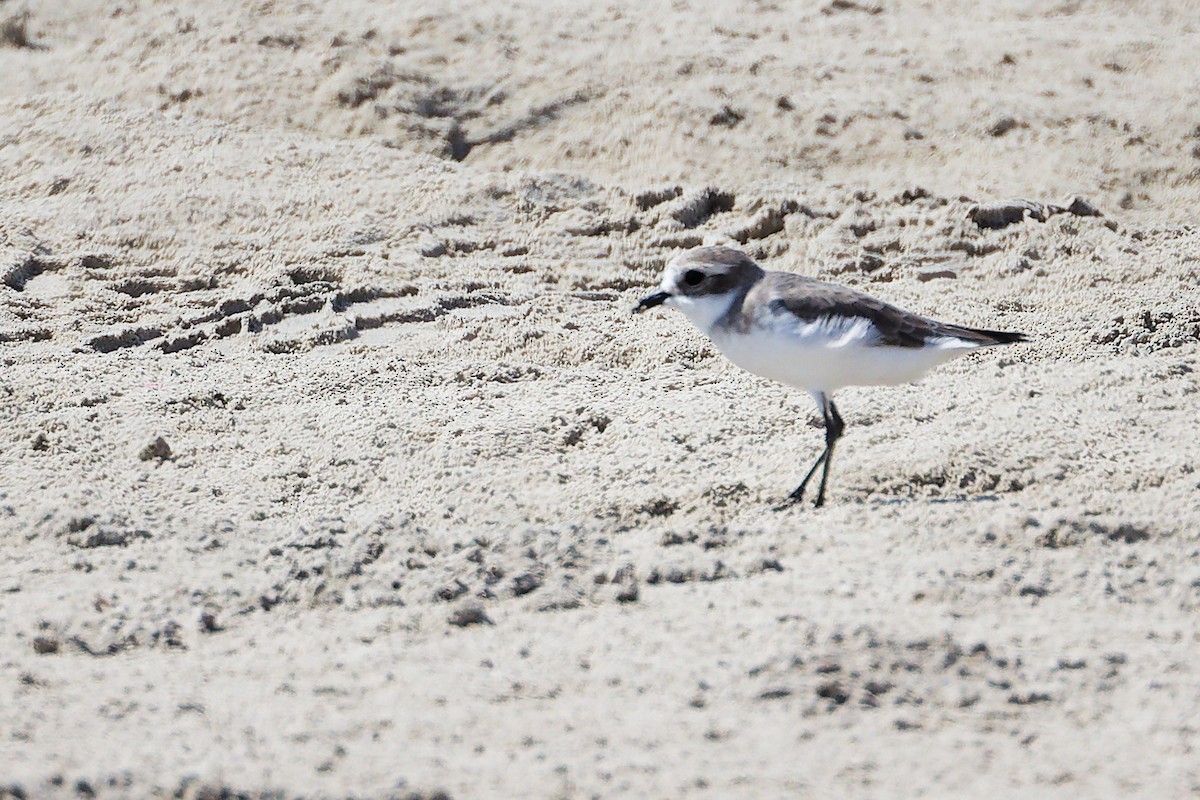 Tibetan Sand-Plover - ML645586710