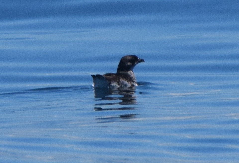 Common Diving-Petrel - ML645586711