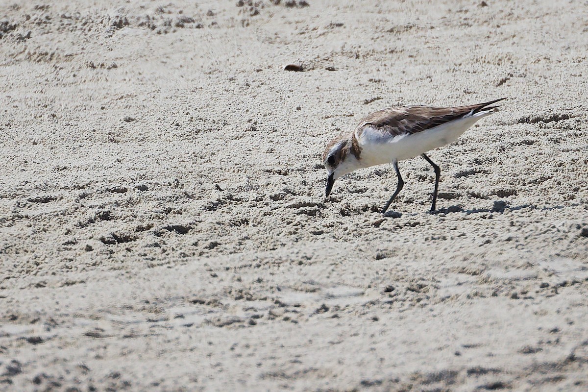 Tibetan Sand-Plover - ML645586712