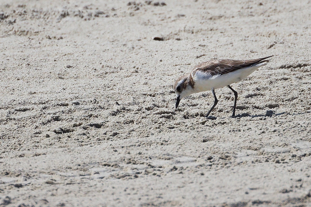 Tibetan Sand-Plover - ML645586713