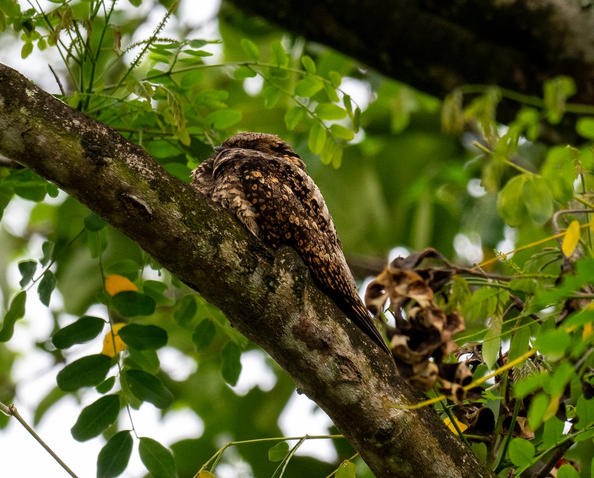 Gray Nightjar - ML645586717