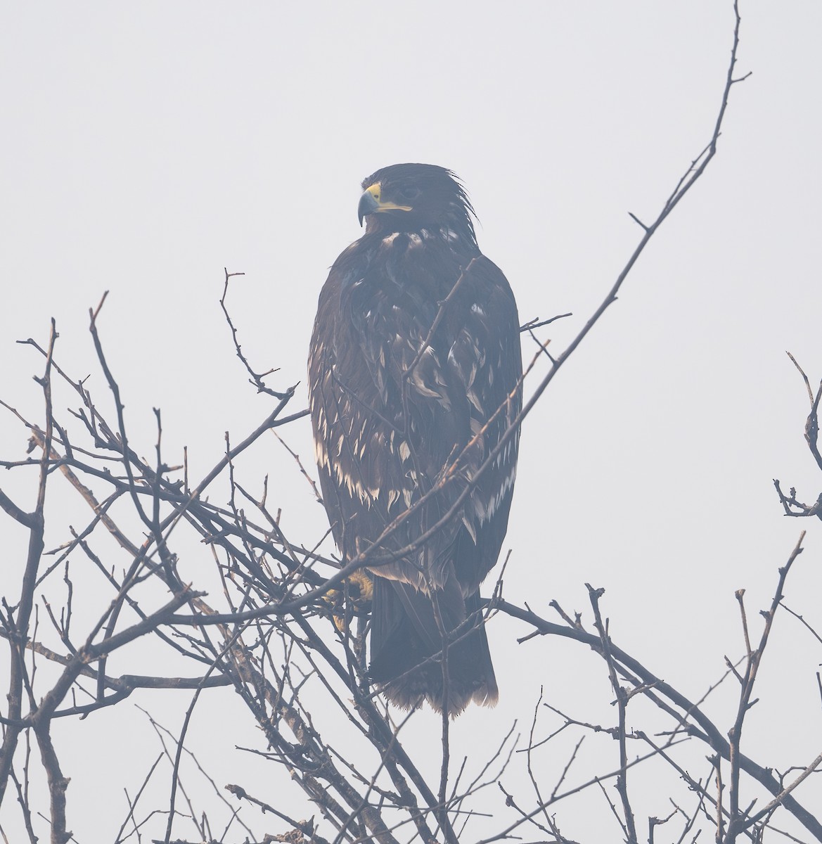 Greater Spotted Eagle - ML645586718